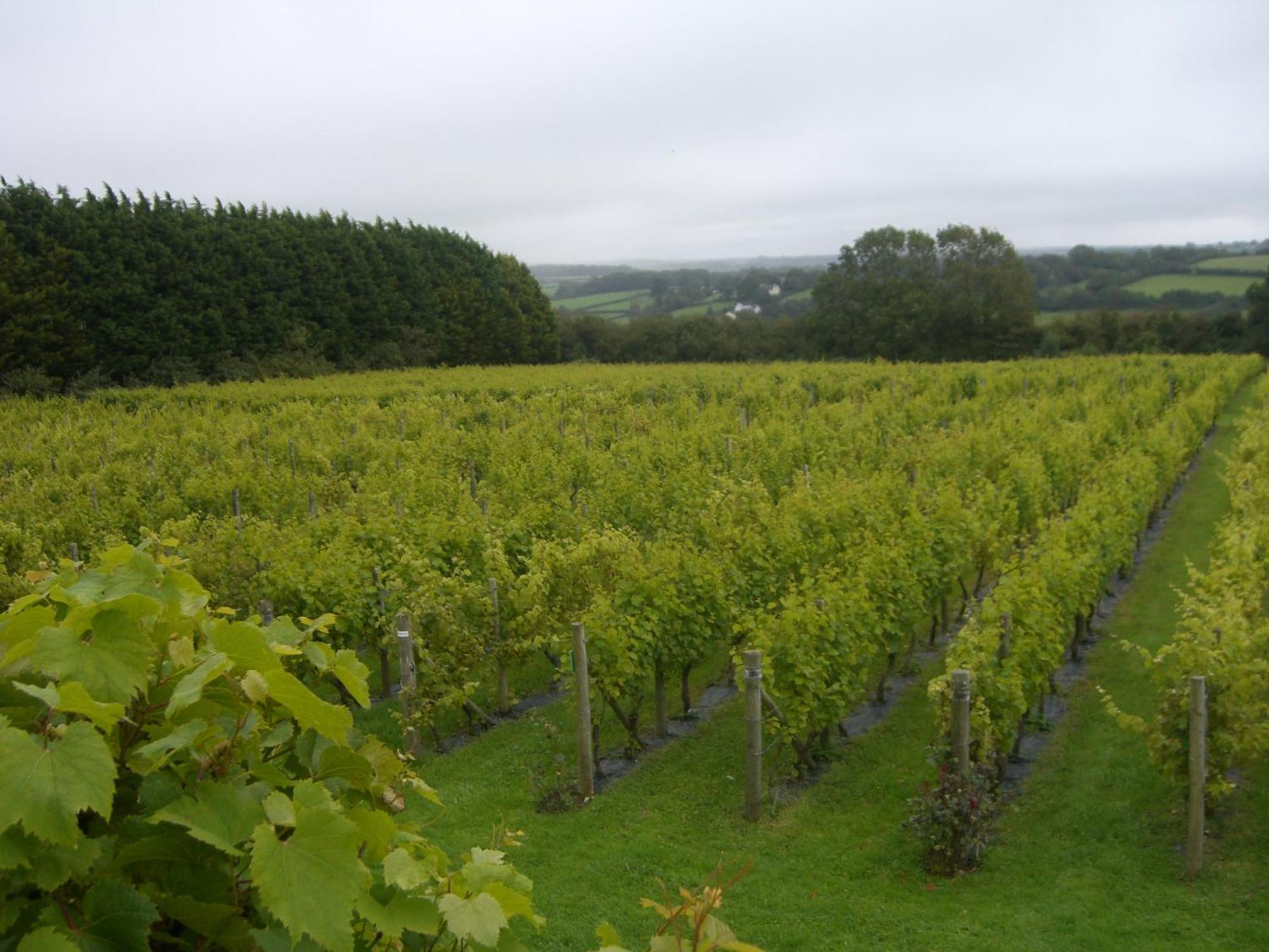 Hotel Glyndwr Vineyard Cowbridge Exterior foto
